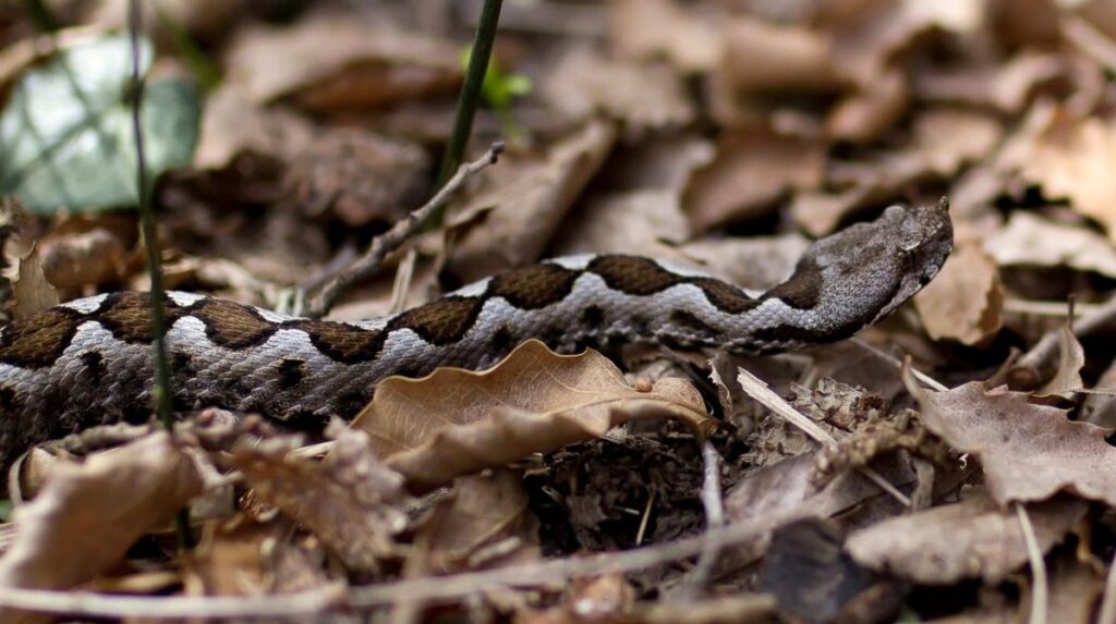 Σύρος: 13χρονος νοσηλεύεται σε σοβαρή κατάσταση μετά από δάγκωμα οχιάς