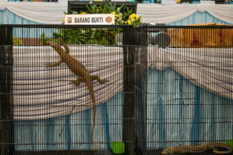 Ινδονησία: Συλλήψεις για διακίνηση Δράκων του Κομόντο